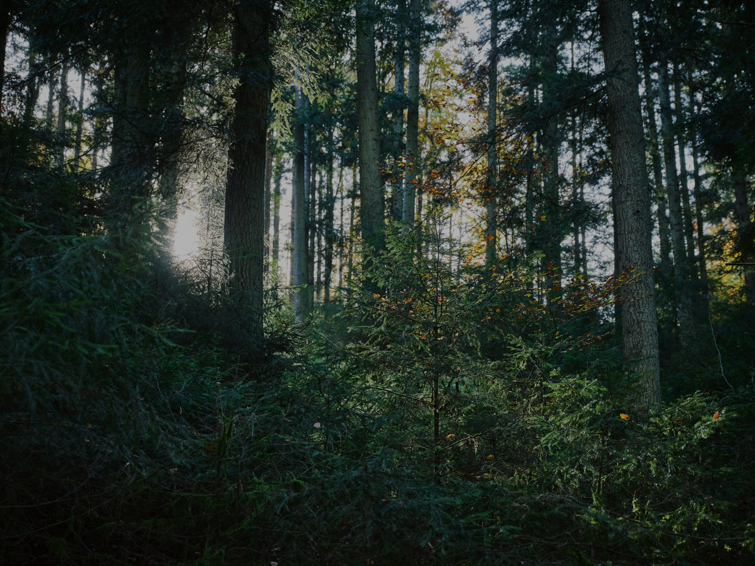 La lumière du soleil traverse les arbres denses d'une forêt